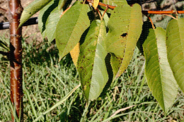 Cylindrosporiose du cerisier, symptôme